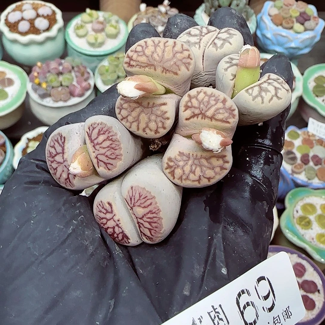 生石花满18包邮1122-69