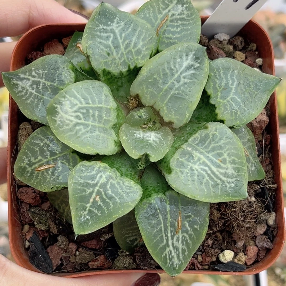 79乱舞康平福利专场