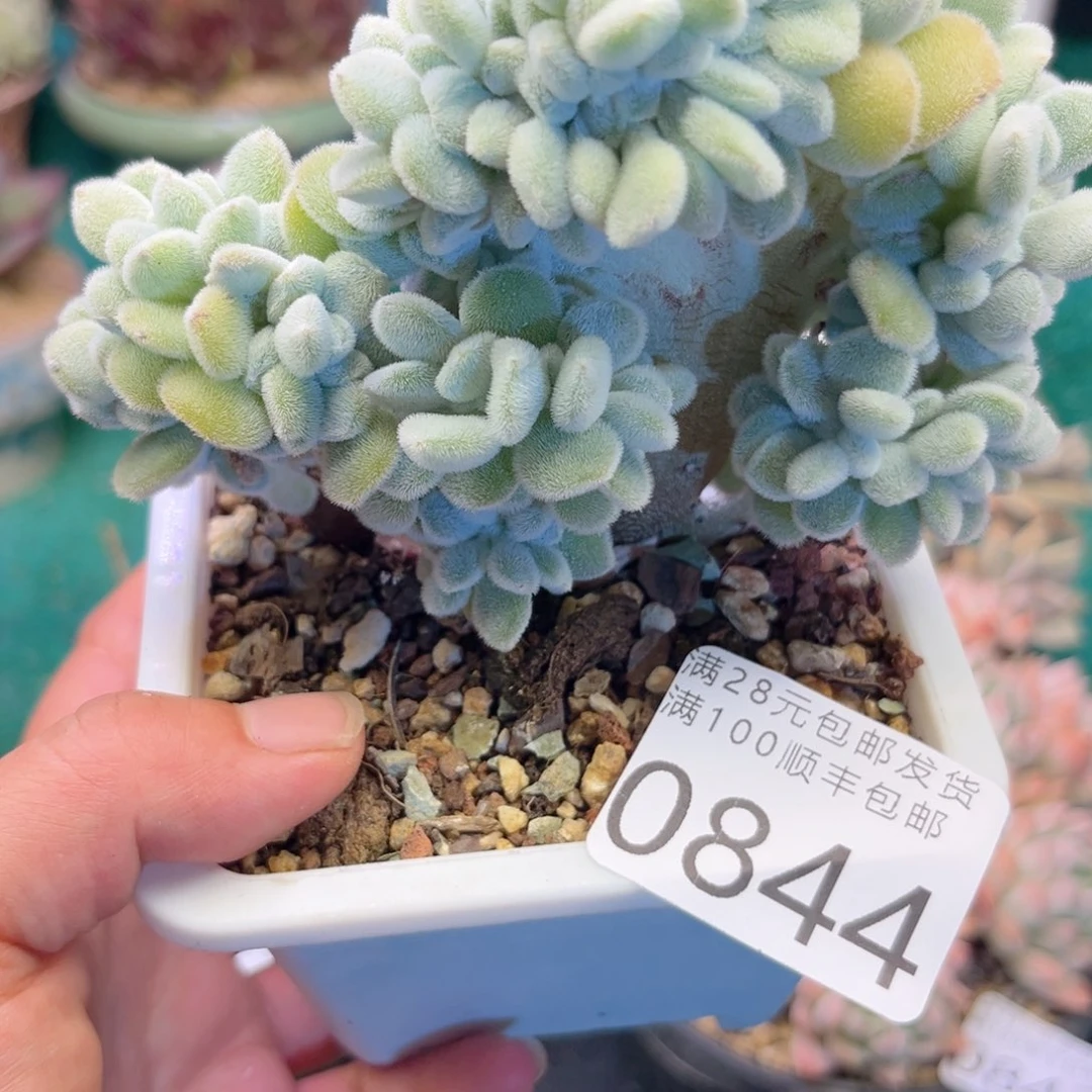 大0844:、xgcgvvvbb