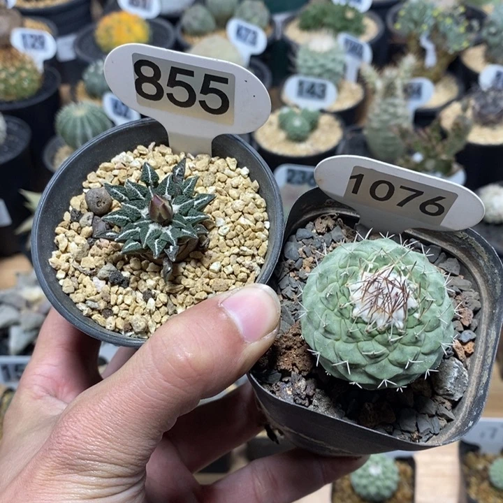 用****2专拍855号和1076号