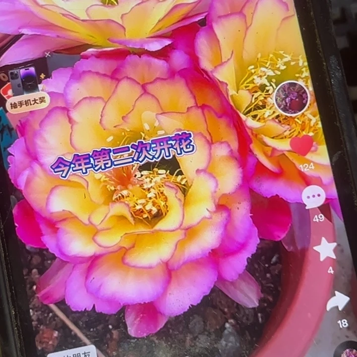 清清苏乞儿侧牙瑕疵黑点歪回去凉