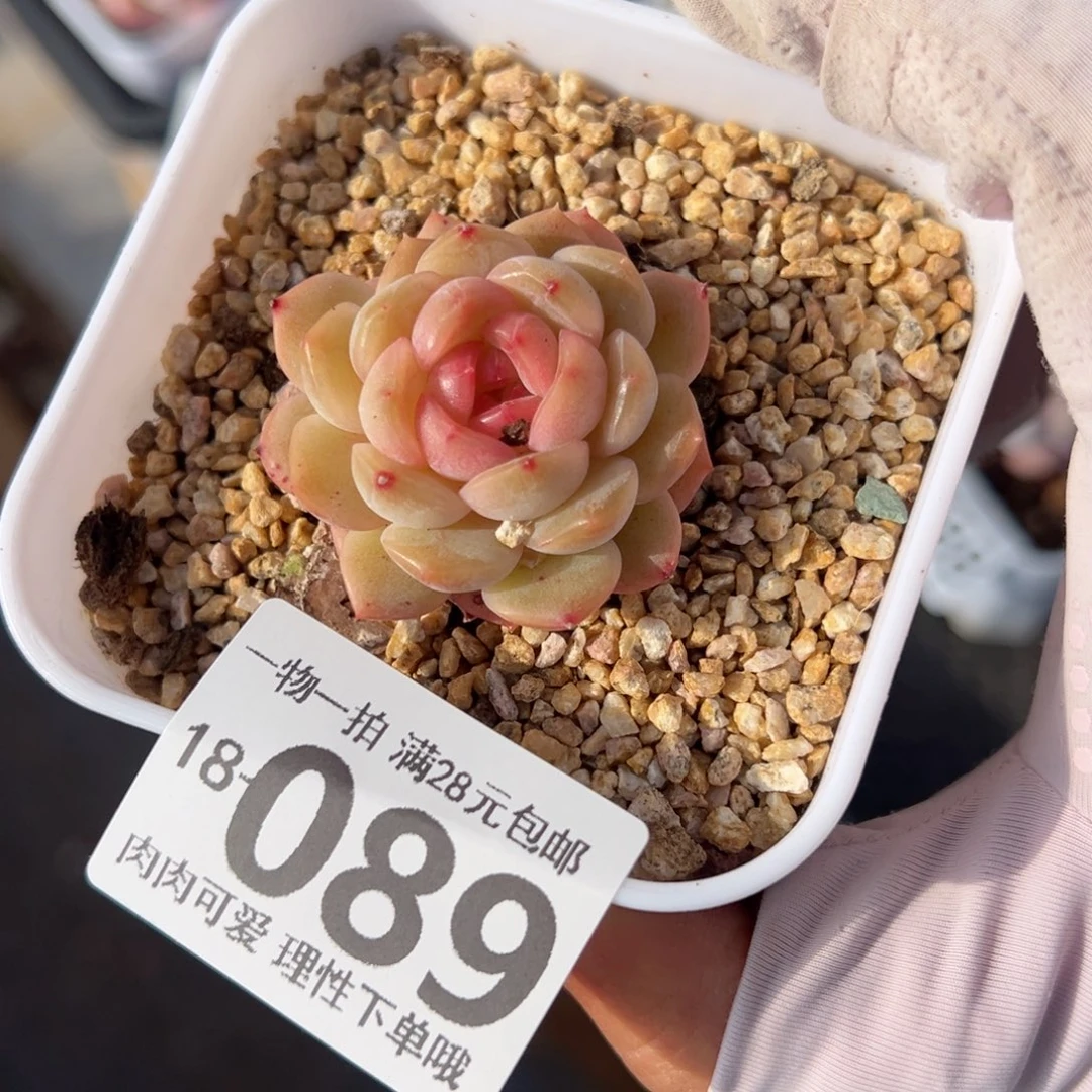 琴心多肉多肉多肉多肉