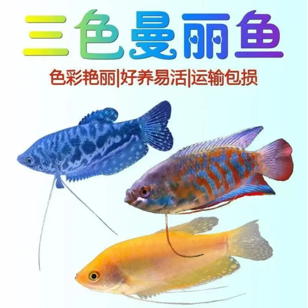 五彩丽丽鱼曼龙鱼热带小型观赏鱼耐活好养淡水宠物鱼