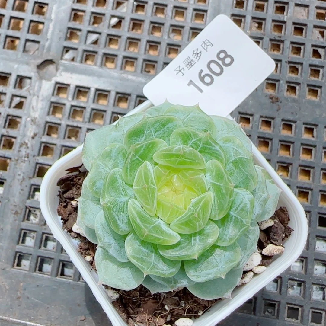 金盏，1608多肉植物
