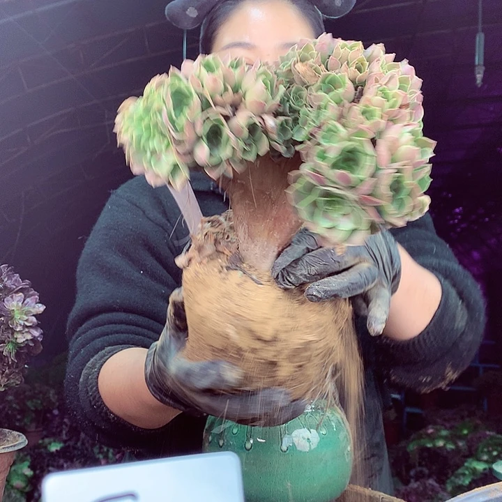 柒柒精品多肉脱土发货不包断侧枝S95