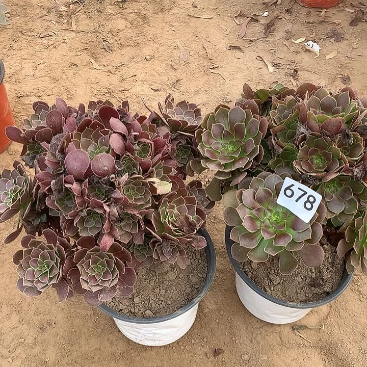 无花朵678两颗荷兰玫瑰