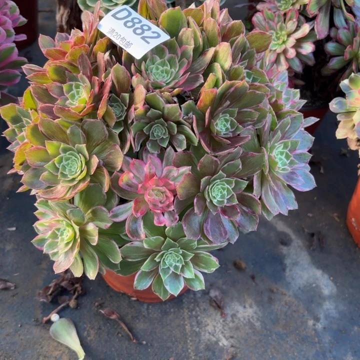 瑞妈多肉园艺882。万花筒，