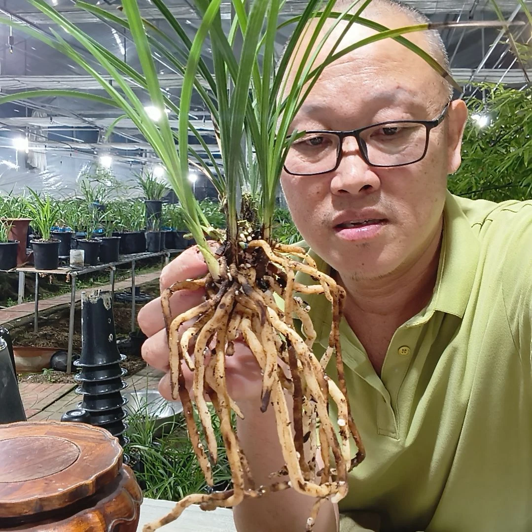 淡***9无花朵蕙兰竹蕊兰花