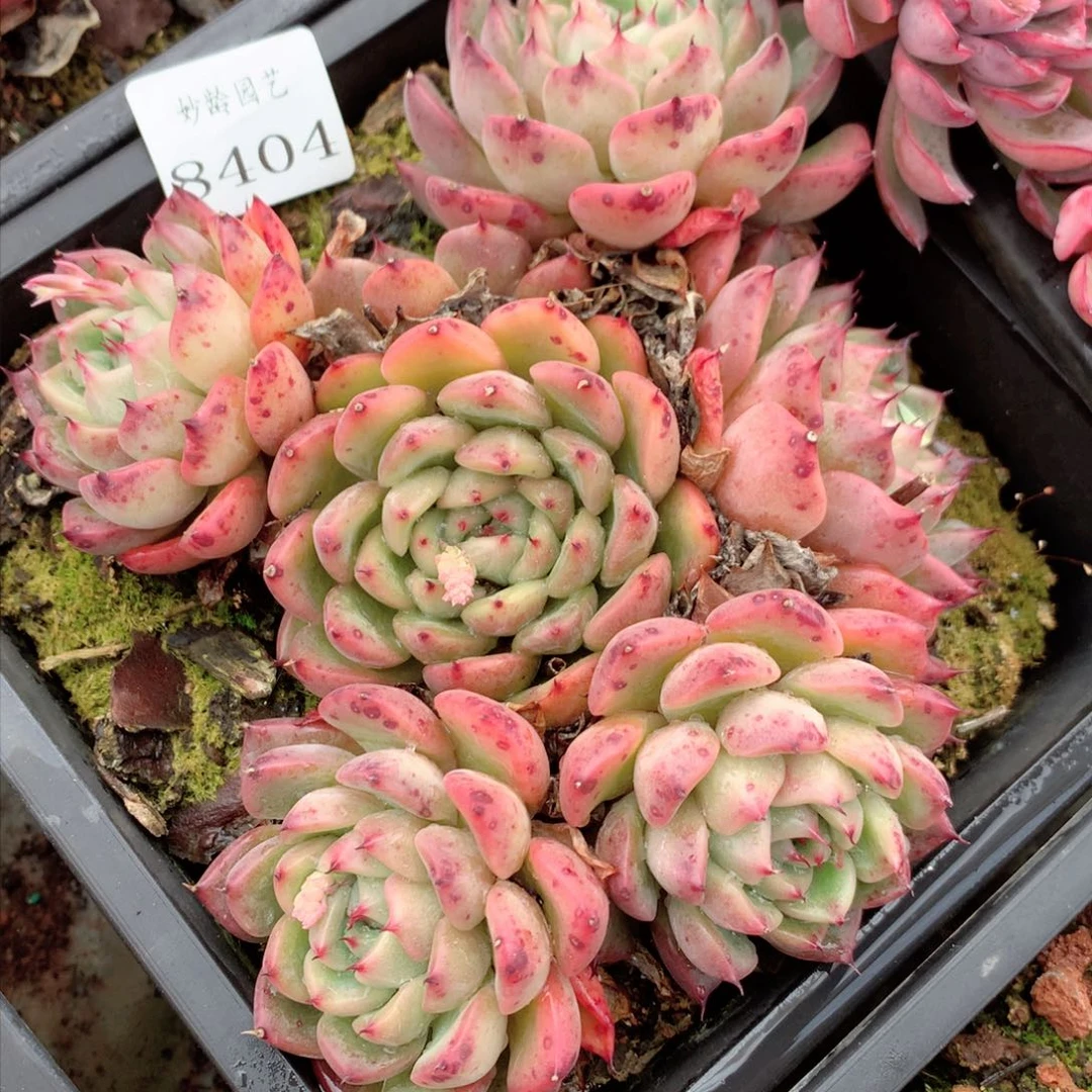 8401杂交多肉植物基地