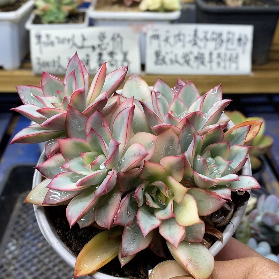 0867 月光女神锦群有砍