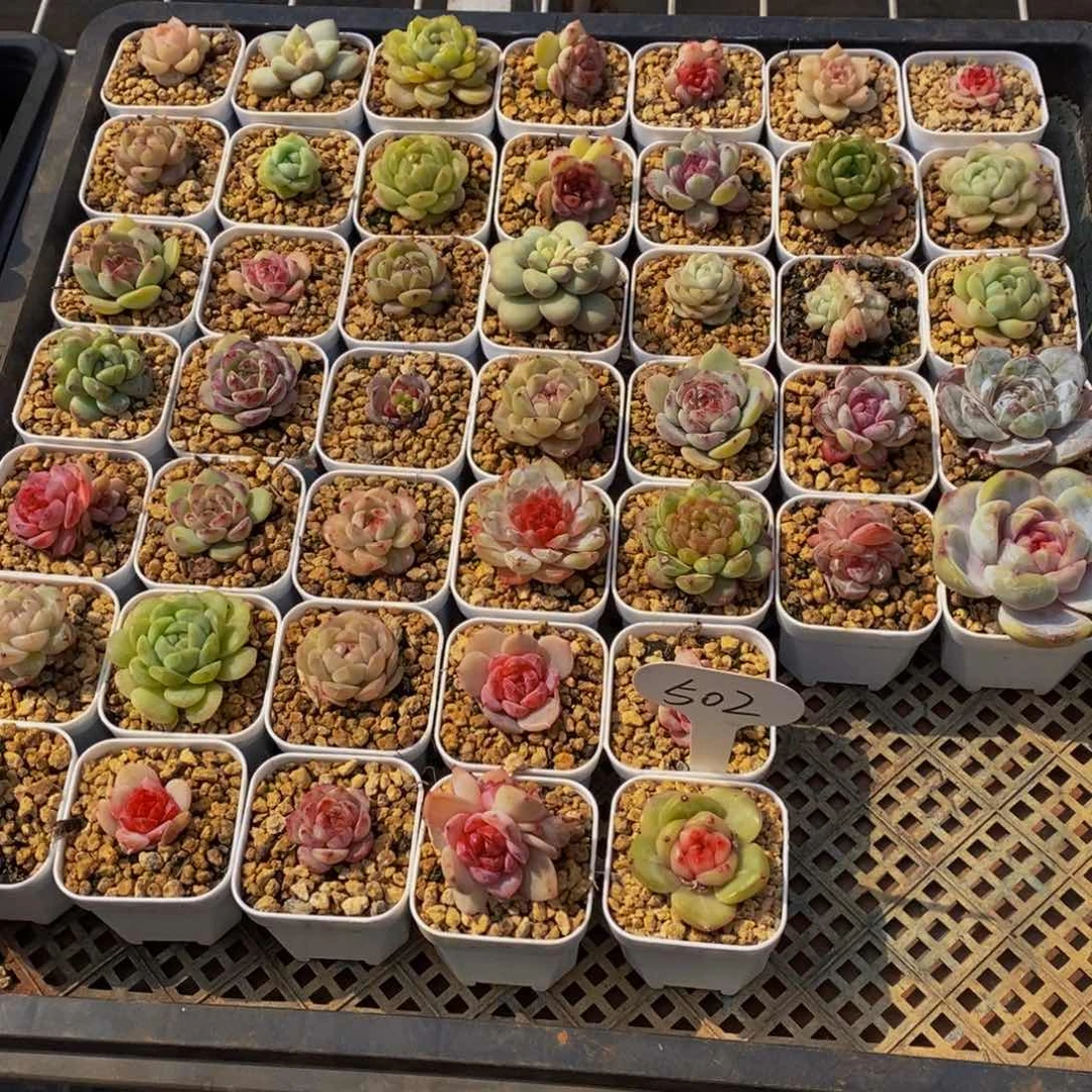 h****h502多肉植物保护研究所所长