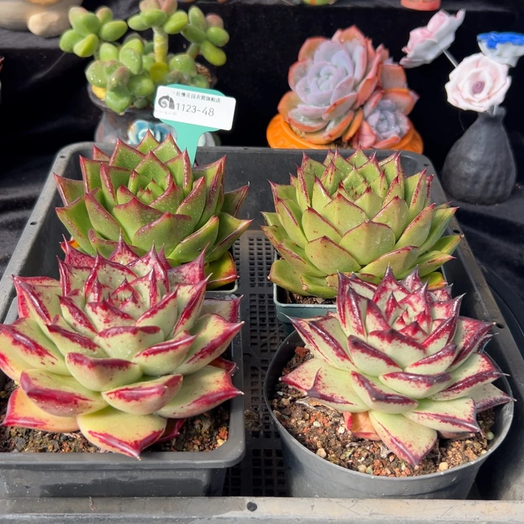 从前慢花园多肉编号1123-48