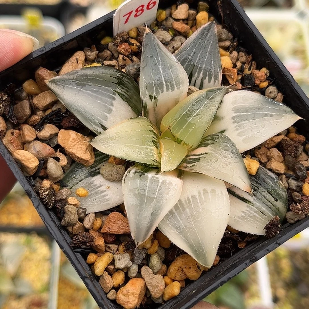 786裹克锦福利福利