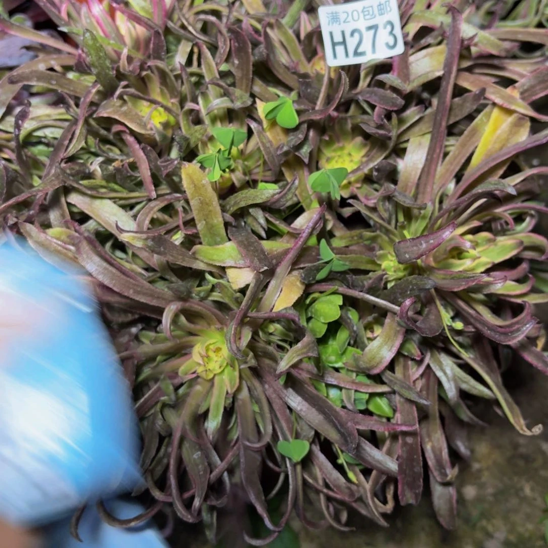 273多肉植物捧花的