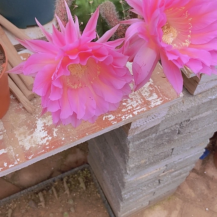 半***凉仙人掌彩草一32摘花脱土发货