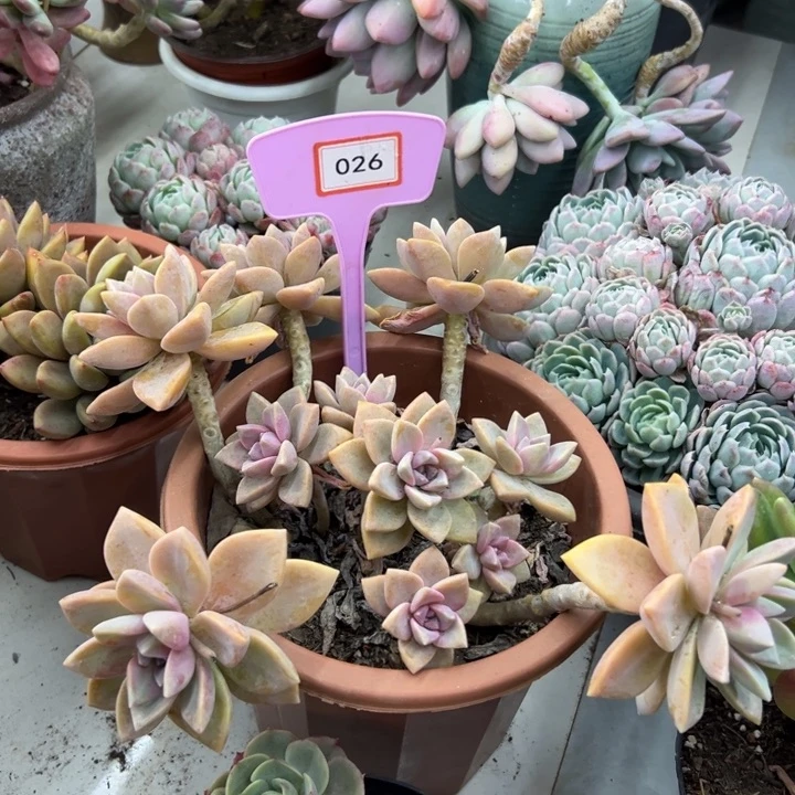 热*式紫雾多肉植物026