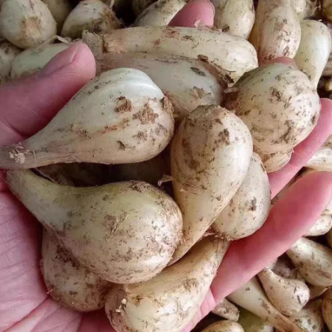 湖南藠头荞头可老新鲜现挖农家自种翘头特大号当季时令蔬菜