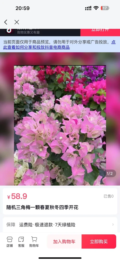 随机花色福利三角梅袋苗一颗