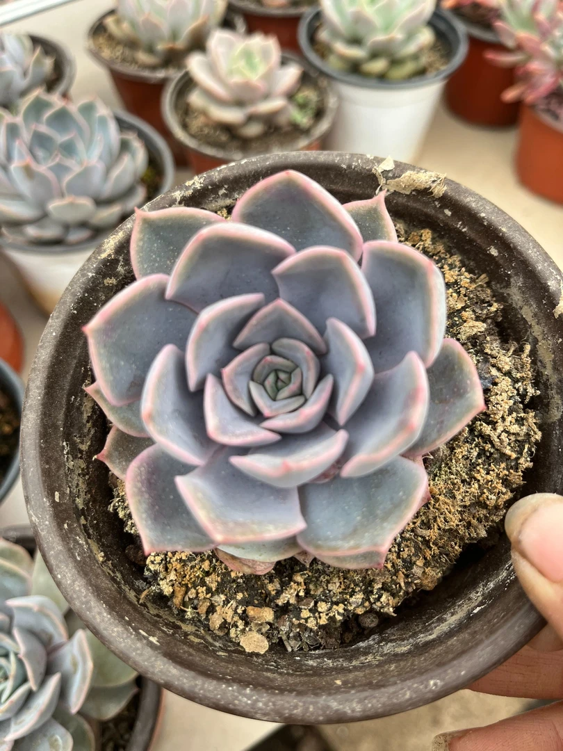 59菲欧娜多肉【粉色单头多肉】 【7cm左右冠幅脱土发货】