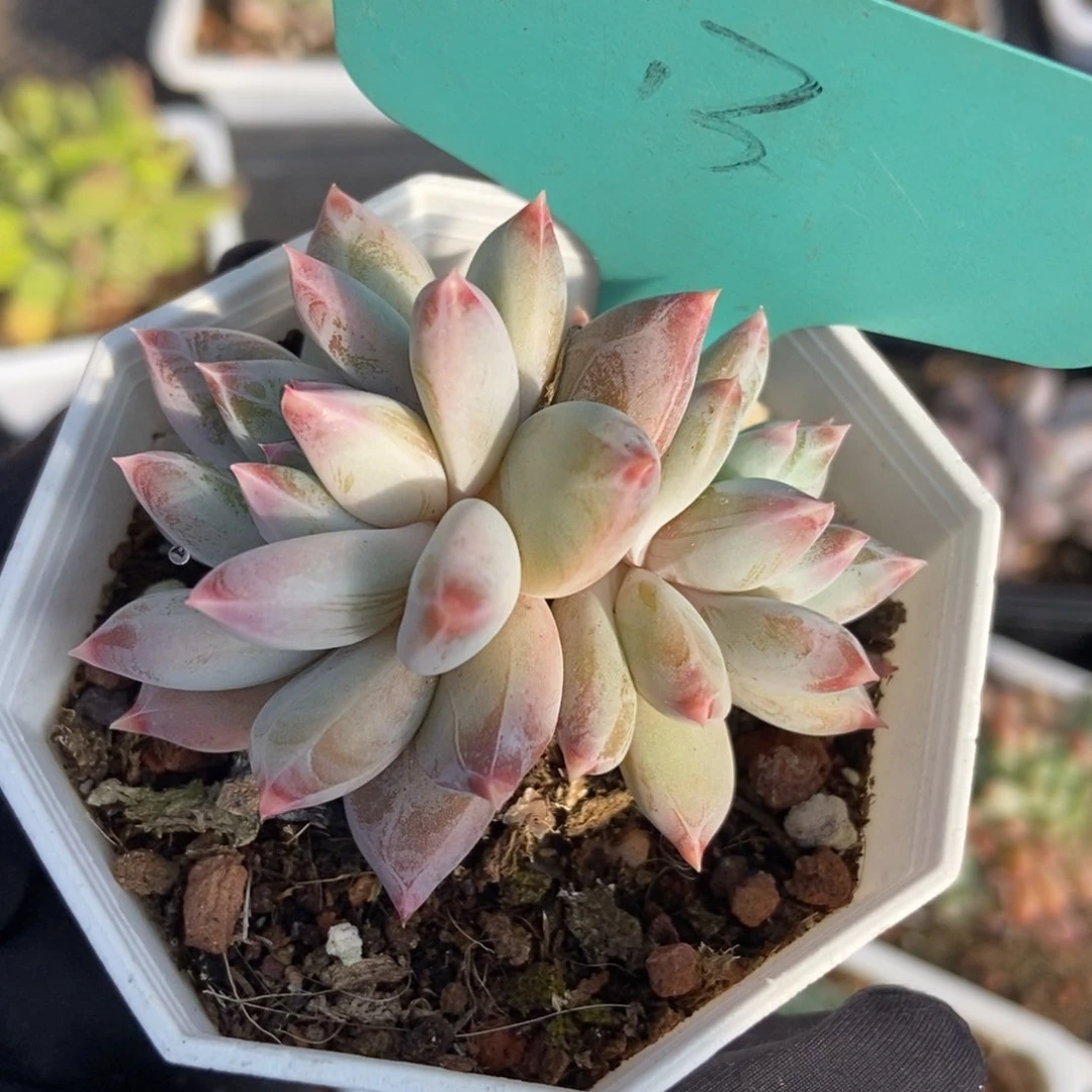 13梦幻美人多肉植物保护