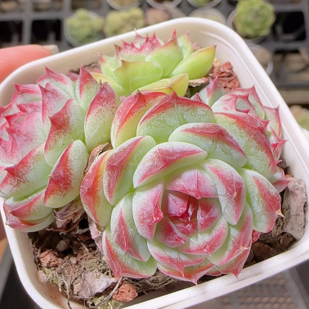花语逸镜1023-359女王
