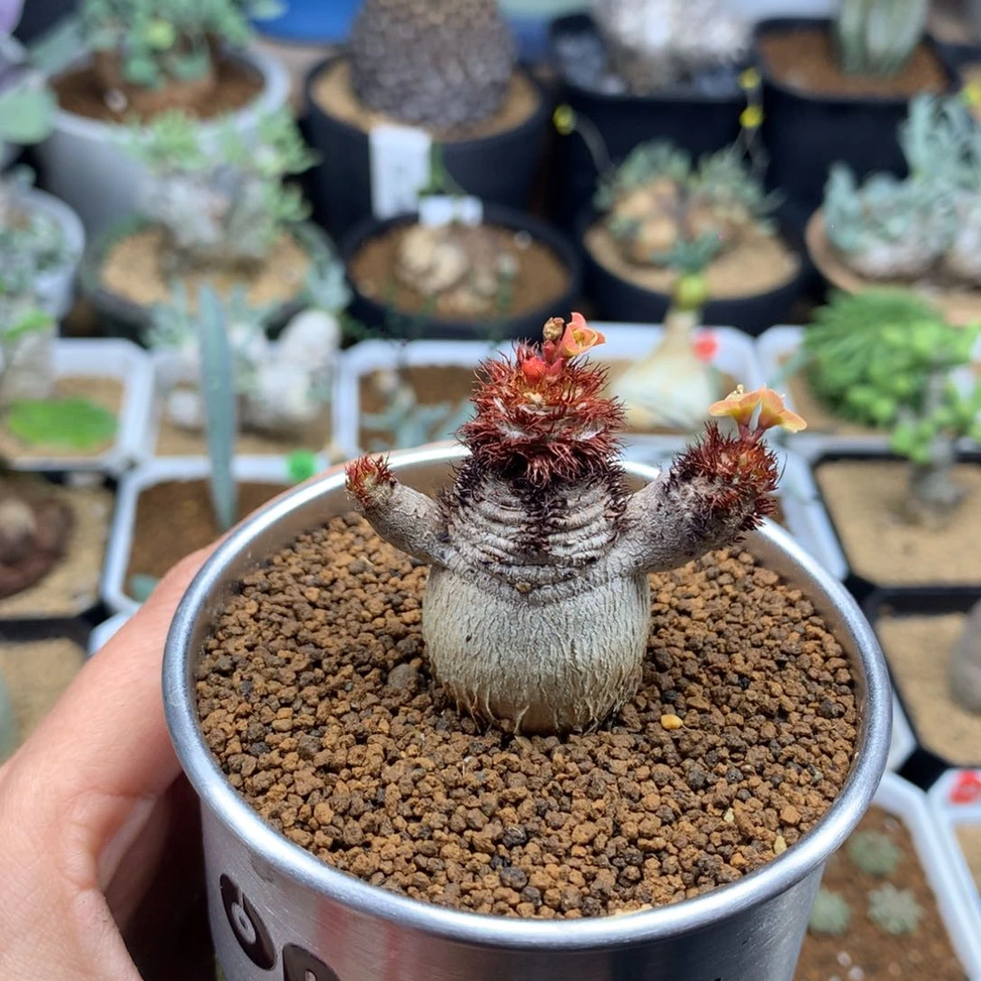 牧*多肉。。。。。。。！