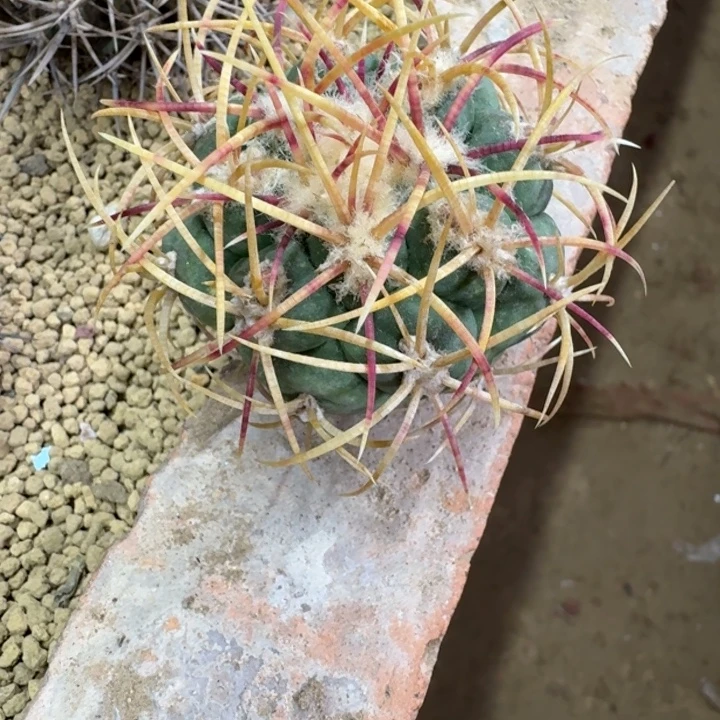 多***贱仙人球，红魔玉，有根