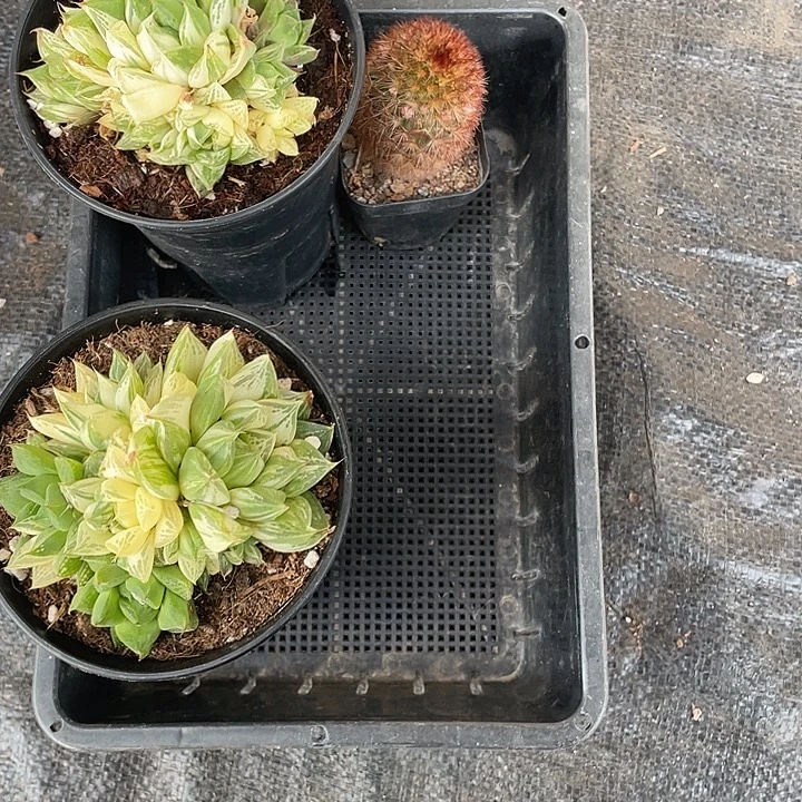 宝***贝两个宝草玉露锦一个红刺嘉文丸