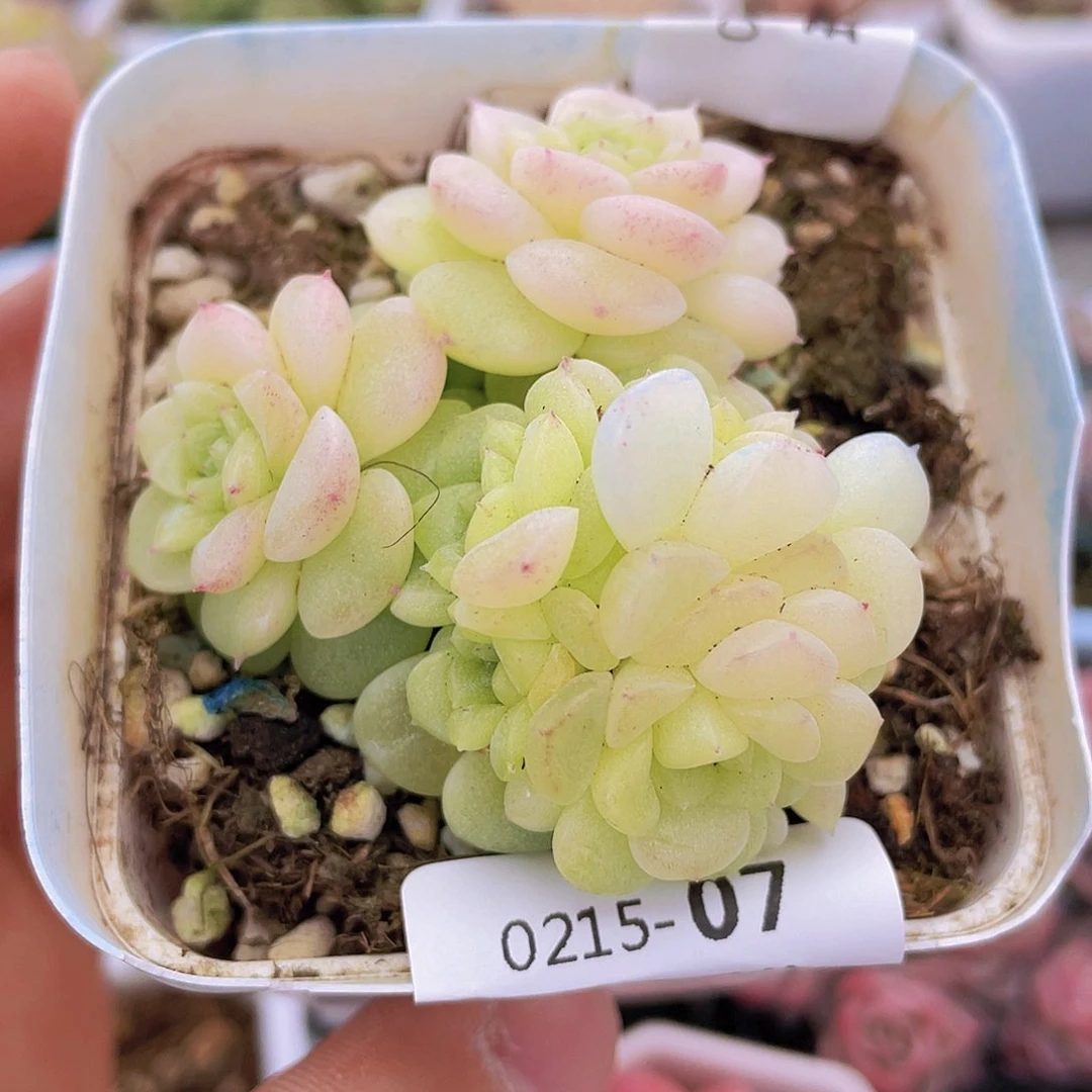 000000000000007量拍