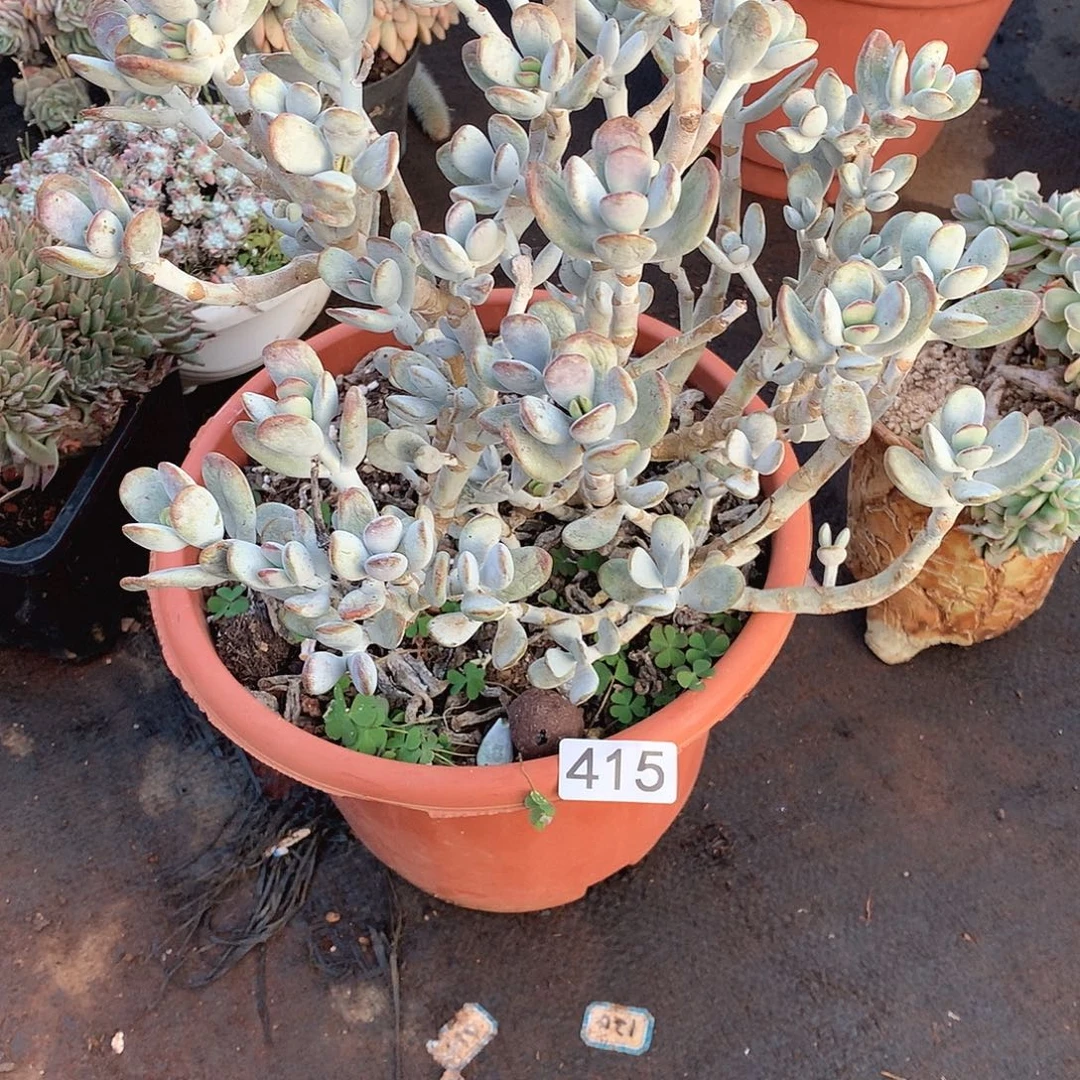 415乒乓 一物一拍多肉