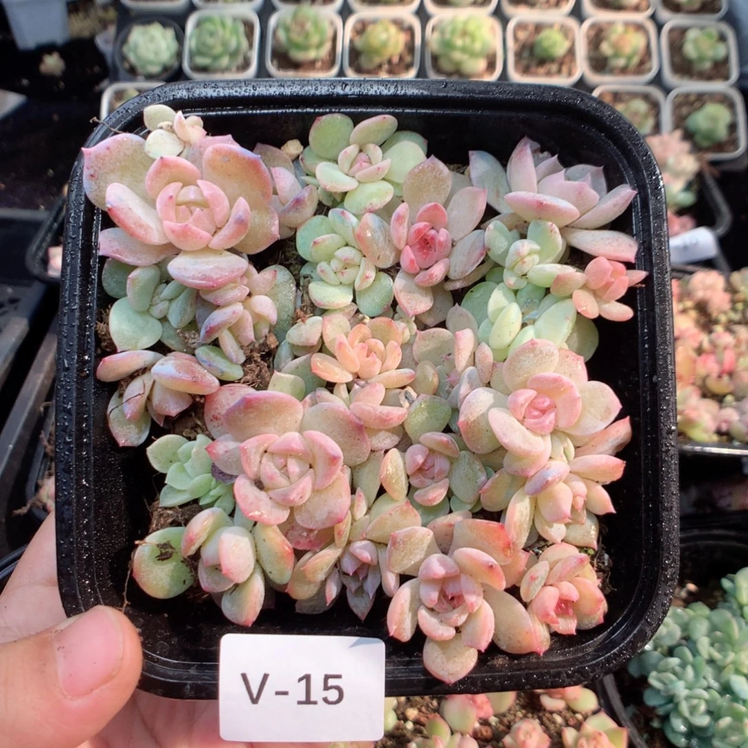 无花朵V15英语英语