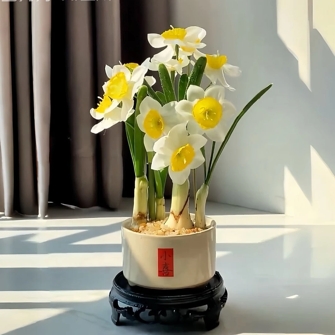【年宵花】漳州水仙花浓香型土培盆栽冬季耐寒室内花卉绿植好养活