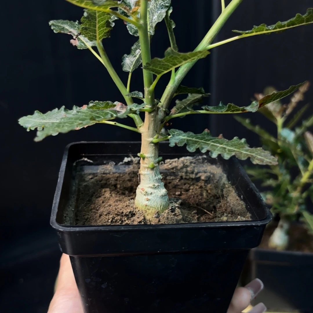 娜娜乳香实生任挑