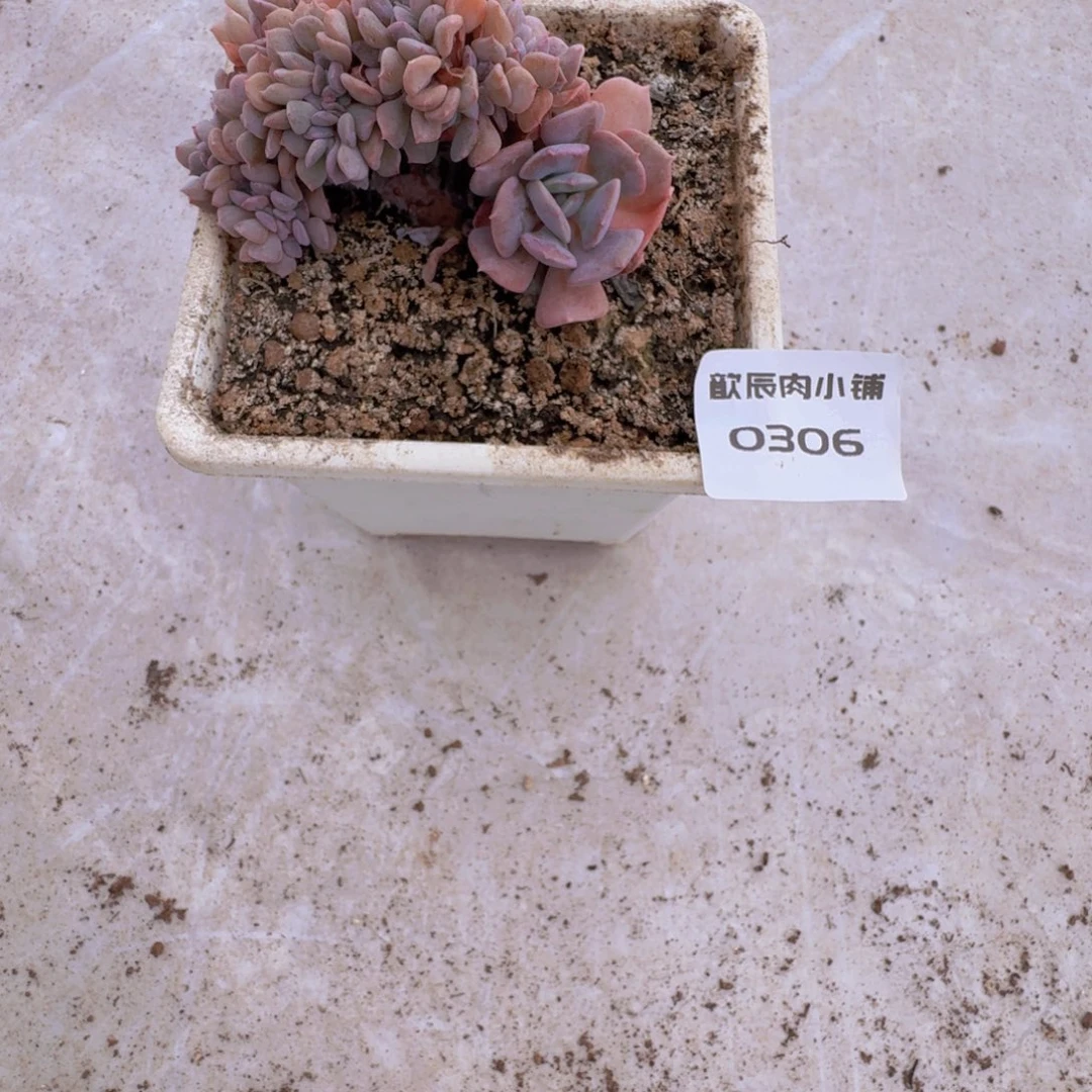琼***多肉植物雪精灵缀老桩0306