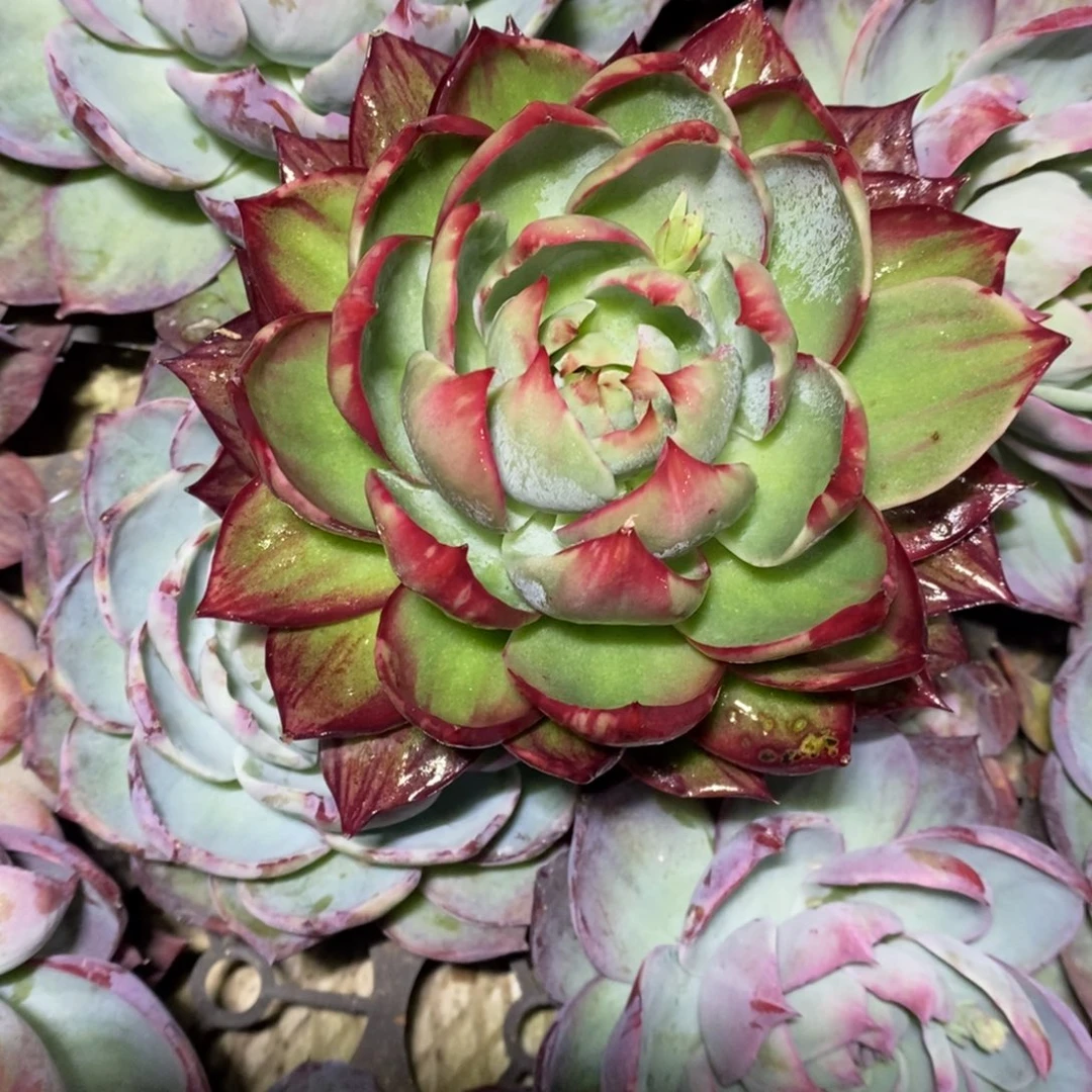 阳***光          43。