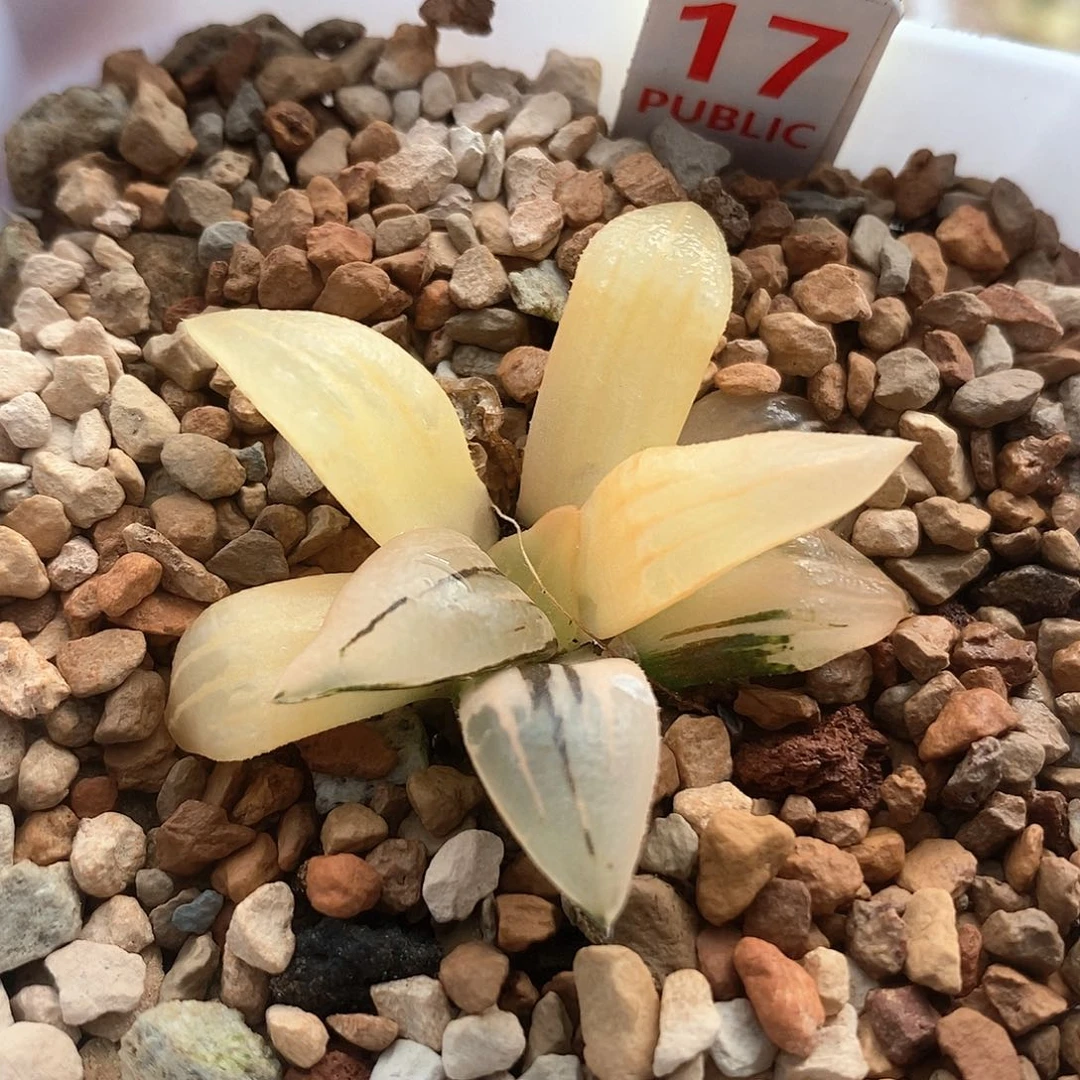 红陶17号红文寿锦一物一拍