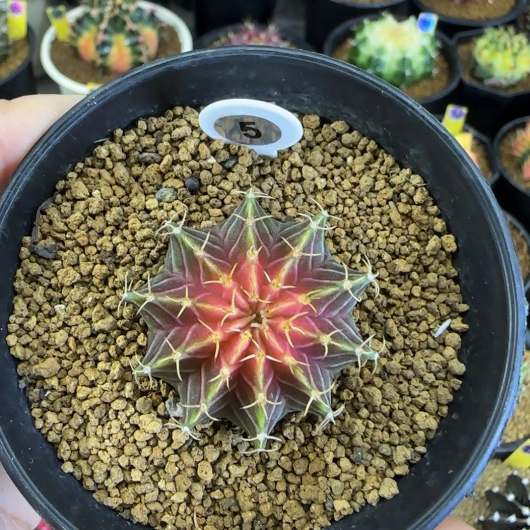 5号肋骨轮回带盆土发货