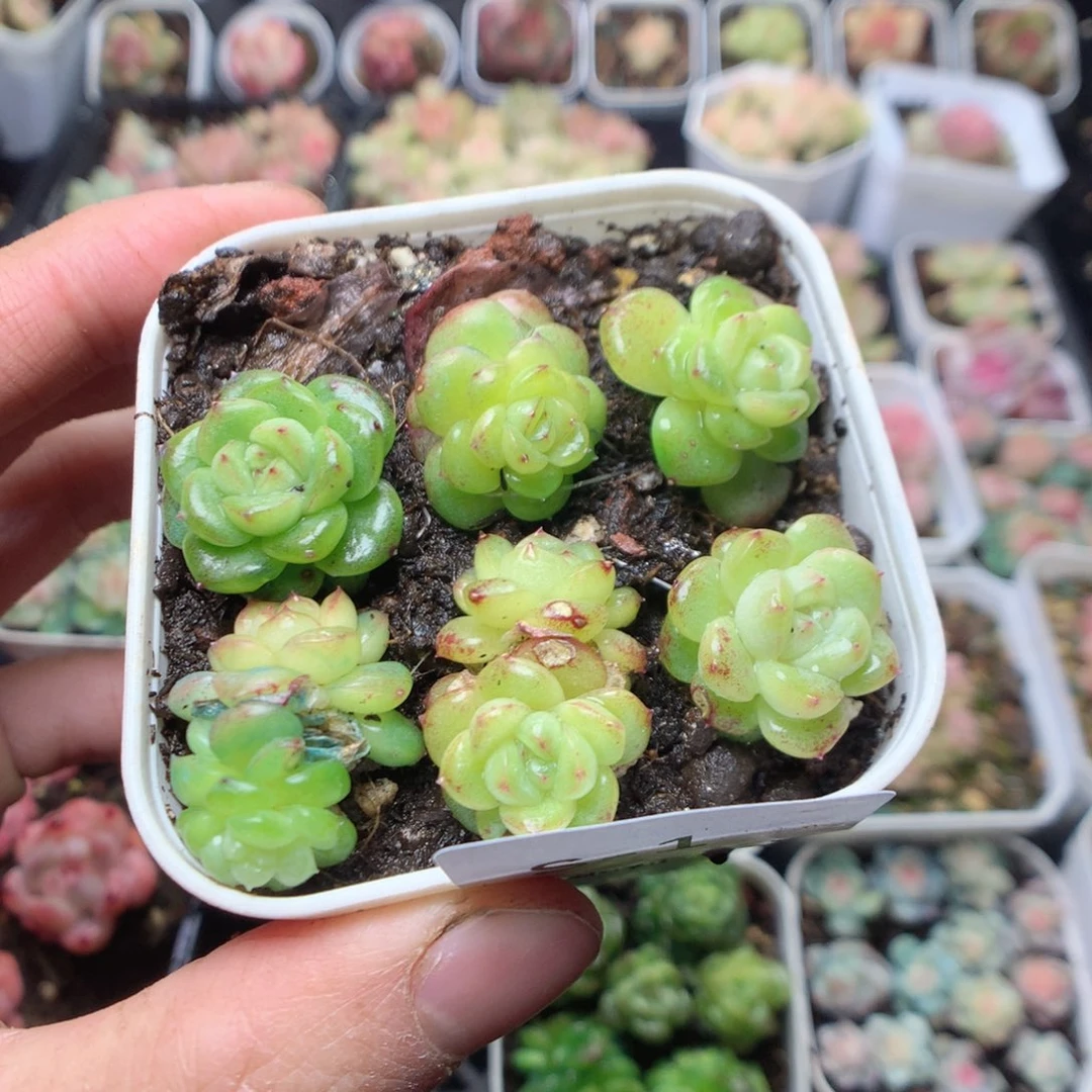 无花朵S1。灯泡yyyyyyy