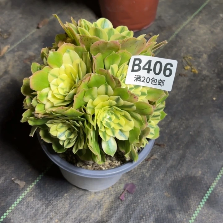 瑞妈一物一拍406