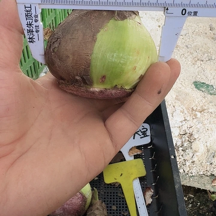物华天宝朱顶红一棵7+