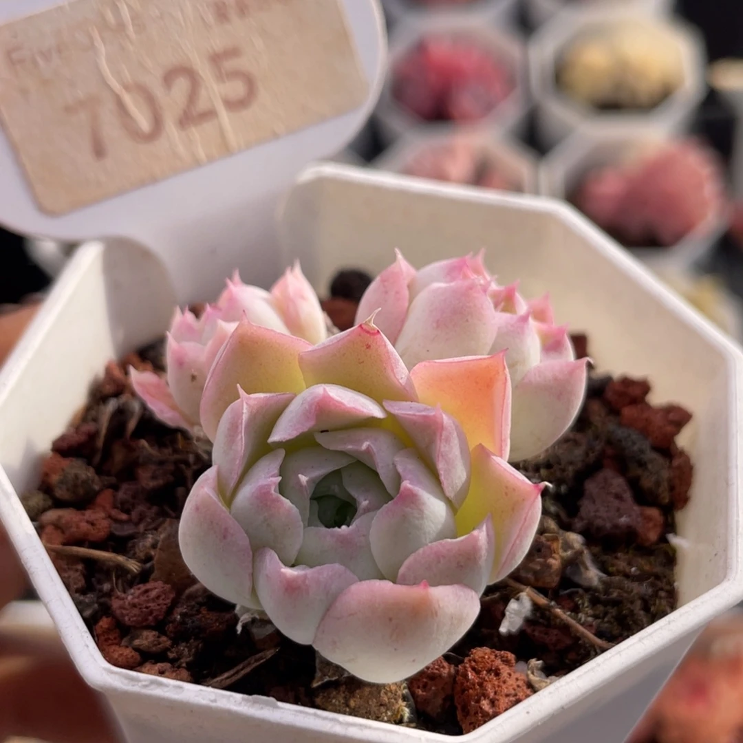 沁心7025-4.0厘米