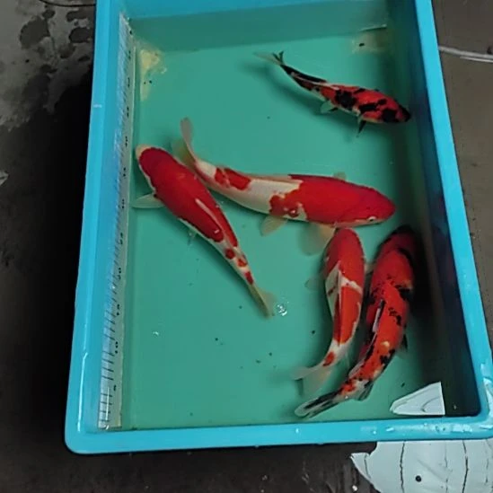 锦鲤5条顺丰到付不包邮