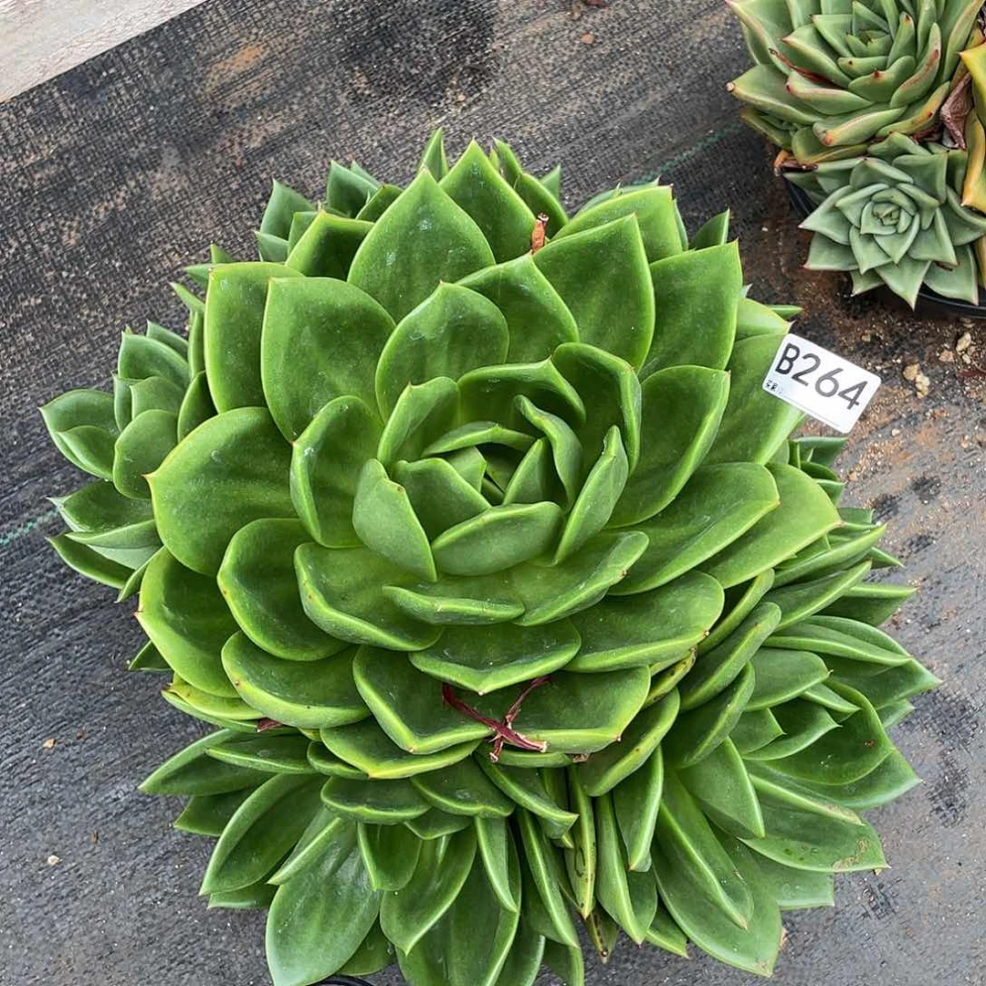 若如东云单拍B264