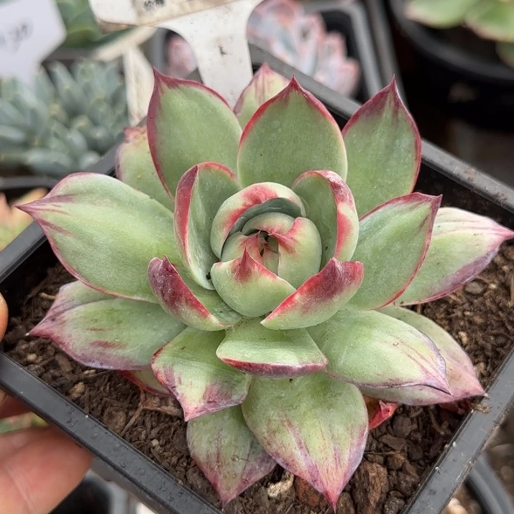 惊鸿一物一拍包装收缩花旱734