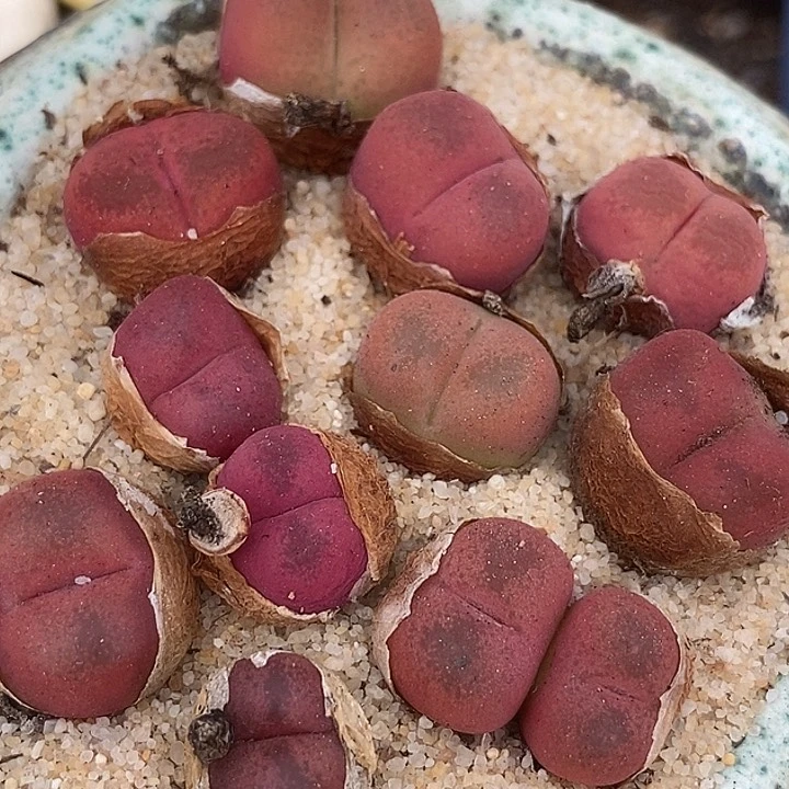 21536吕氏甜杏2代一颗