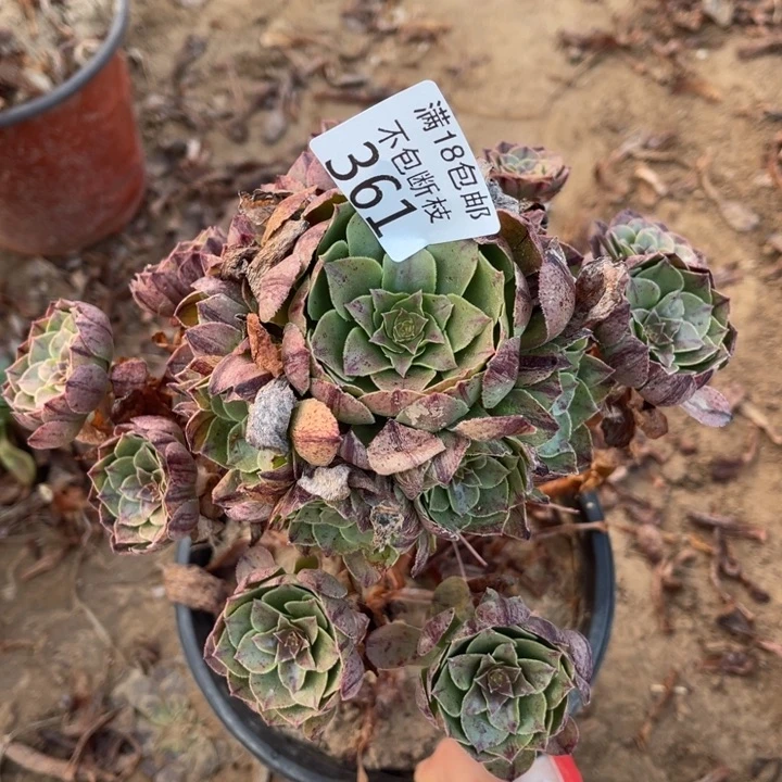 361万拉丝手捧1北