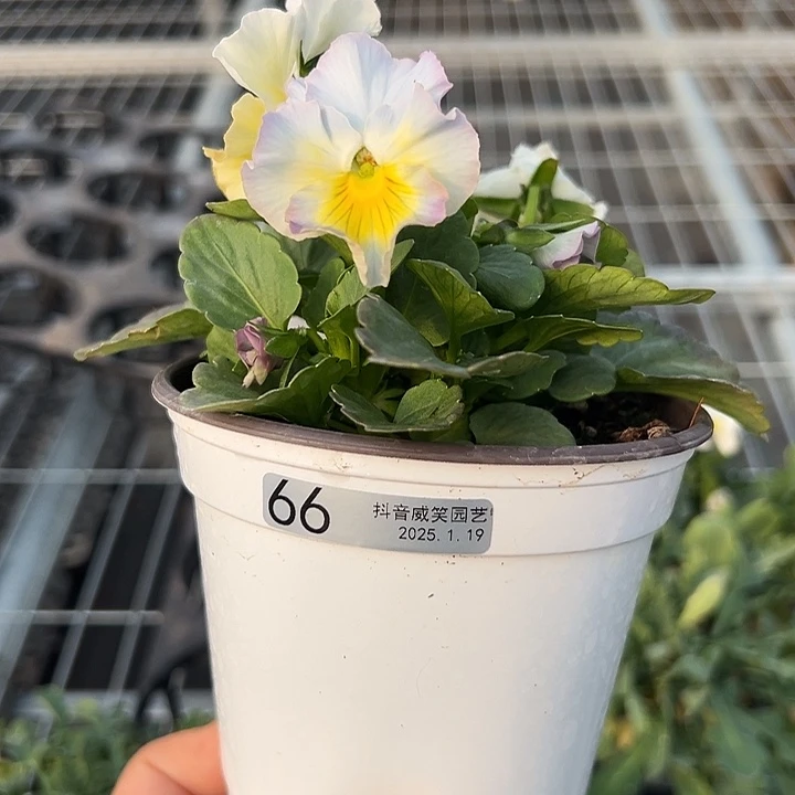 红陶抖音直播闪拍66