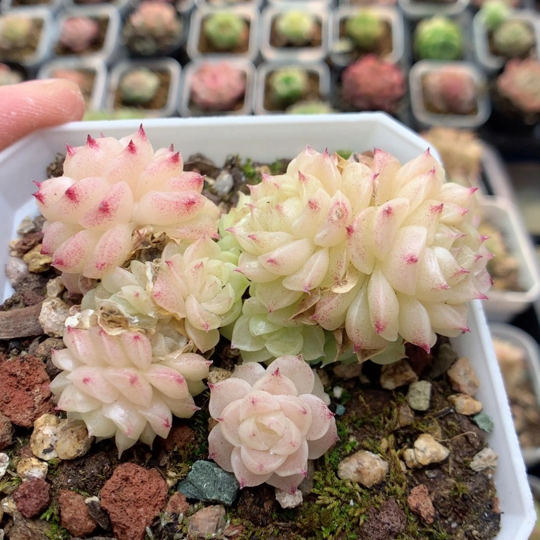 C69定繁编号麦杆D04三颗