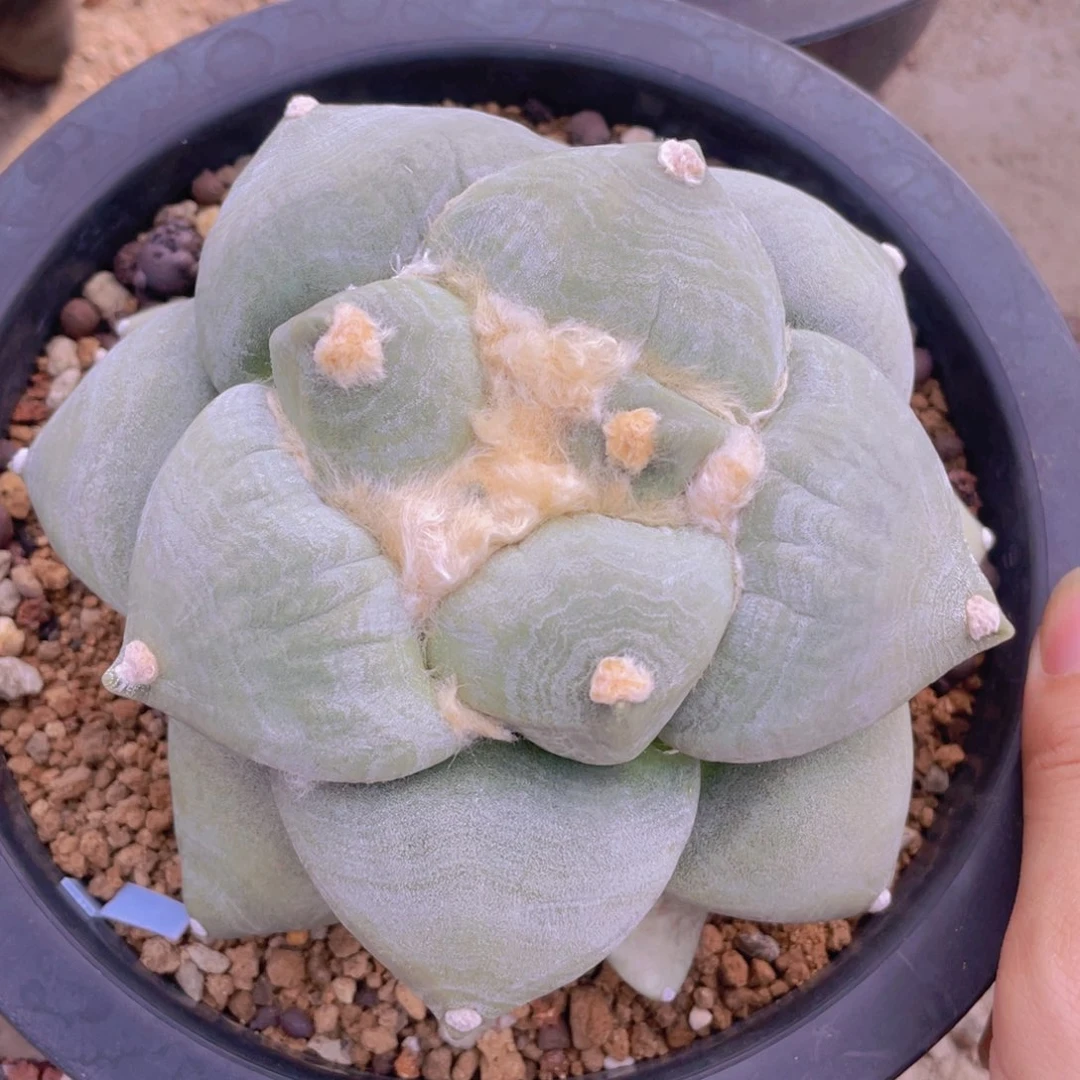 实生丸叶蓝白皮带水波纹