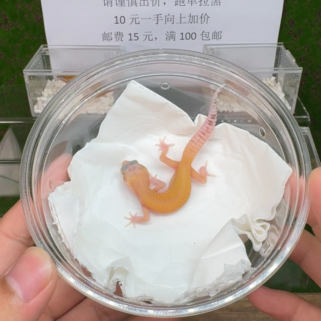 豹纹守宫红眼暴龙 母温8月